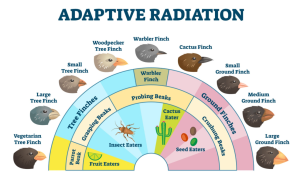 Adaptive Radiation