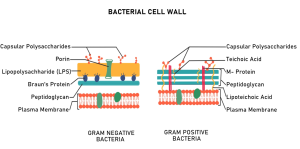 Bacterial Cell Envelope