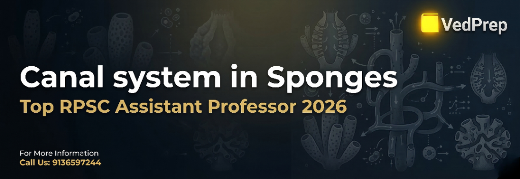 Canal system in Sponges