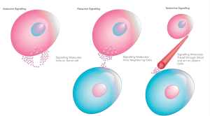 Cell-Cell communication