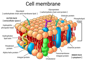 Cell Membrane