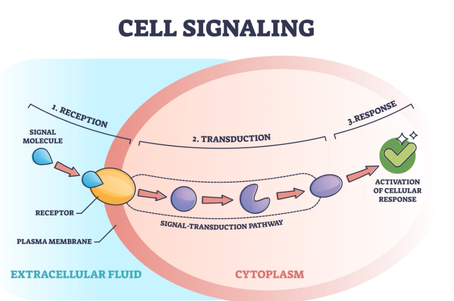 Cell Communication Visual General principles of cell communication: Top CSIR NET 2026 - Vedprep ...
