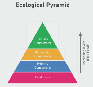 Ecological Pyramids