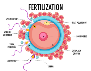 Fertilization