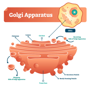 Golgi Apparatus