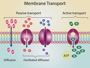 Membrane Structure
