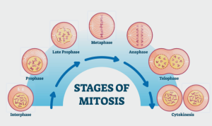 Mitosis