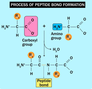 Peptide Bond