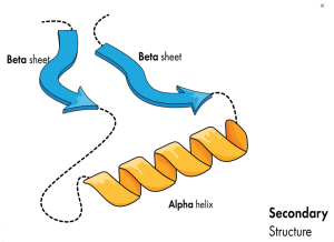 Proteins