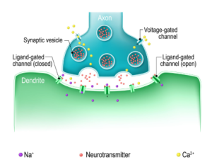 Synaptic transmission