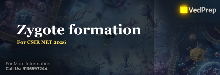 Zygote formation