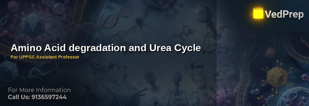 Step-by-step illustration of the urea cycle pathway showing key enzymes and intermediates for UPPSC Assistant Professor preparation