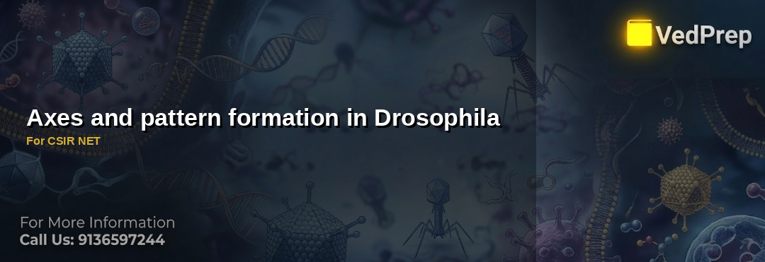 Axes and pattern formation in Drosophila : A Comprehensive guide For ...