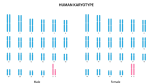 chromosomal layout