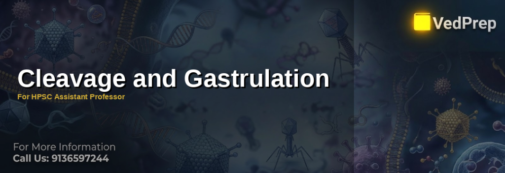 A detailed illustration showing the stages of cleavage and gastrulation in embryonic development, highlighting the formation of germ layers