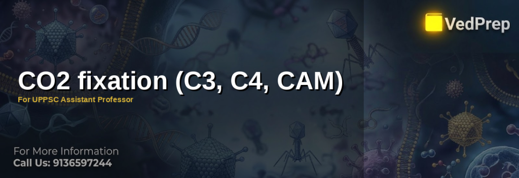 Illustration of CO2 fixation pathways (C3, C4, CAM) in plants for UPPSC exam preparation