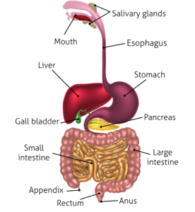 Digestion