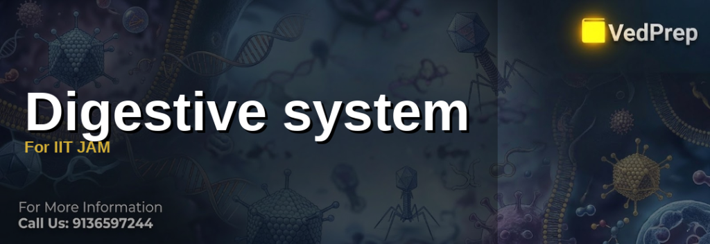Digestive system