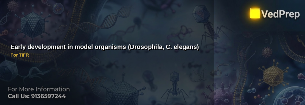 early development in Drosophila C elegans explained – VedPrep exam preparation guide