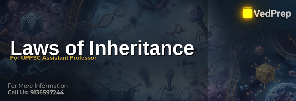 A detailed diagram illustrating Mendelian inheritance laws with pea plant genetics and Punnett squares