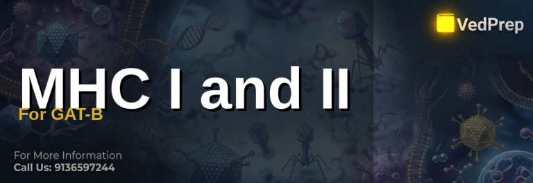 A detailed illustration showing MHC I and II molecules presenting antigens to CD8+ and CD4+ T cells, essential for understanding immune responses in GAT-B preparation