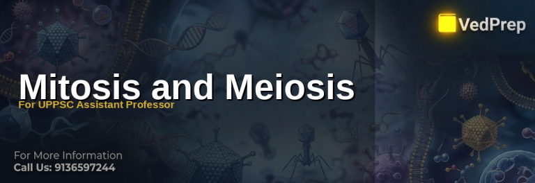 Illustration showing stages of mitosis and meiosis with labeled chromosomes and cell division processes