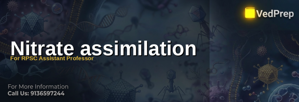 Scientist studying nitrate assimilation pathway in plant cells with molecular structures highlighted