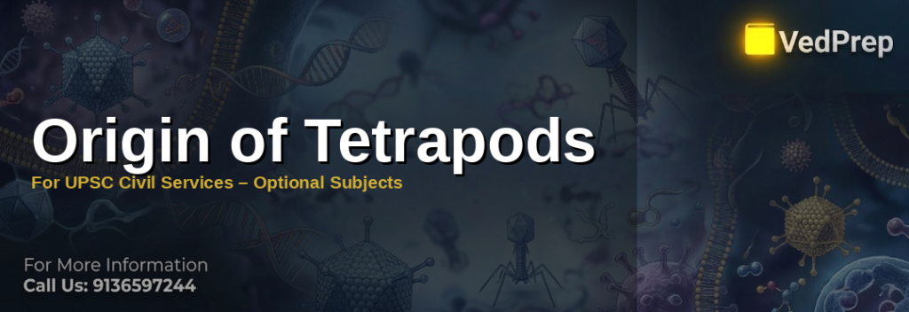 Evolutionary diagram showing origin of tetrapods from lobe-finned fish to early amphibians