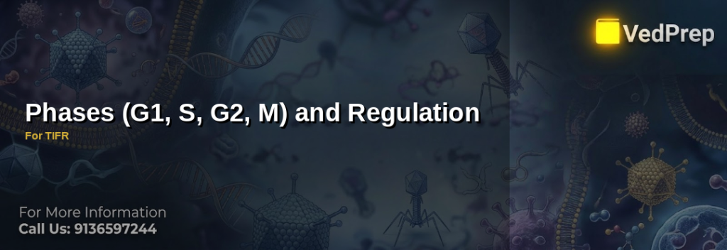 Phases G1, S, G2, M and Regulation explained – VedPrep exam preparation guide