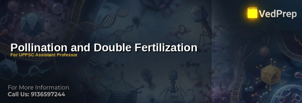 Step-by-step diagram of the double fertilization process in angiosperms with labeled pollen tube growth and syngamy