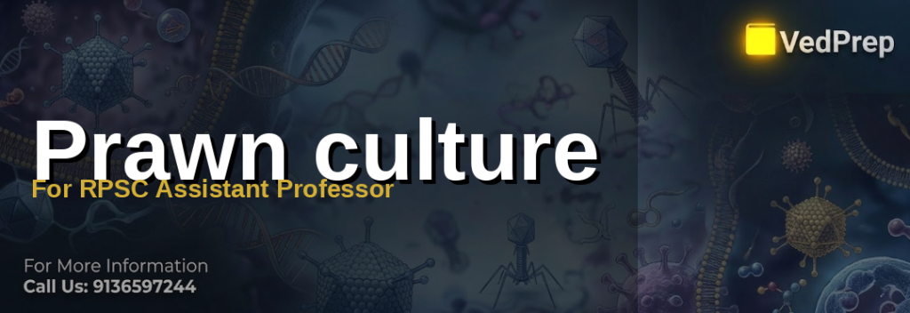 Prawn culture