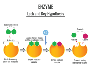 protein structure