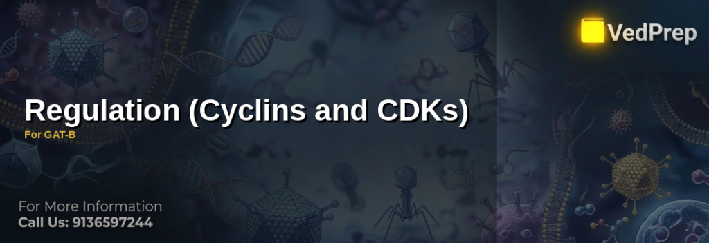 Cyclin CDK regulation diagram showing cell cycle phases with cyclins and CDKs controlling progression