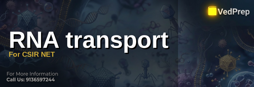 RNA transport