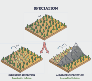 speciation