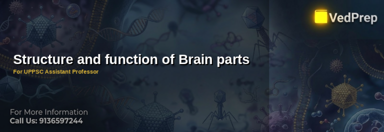Detailed diagram illustrating the brain structure and function essential for UPPSC preparation