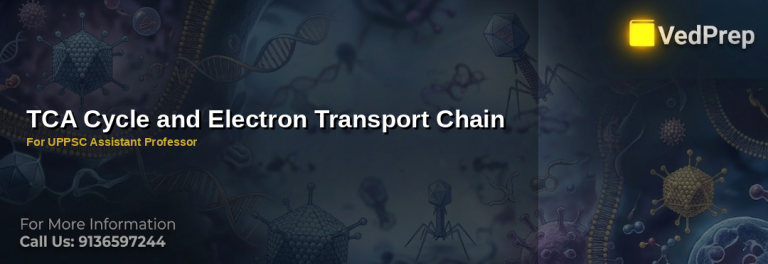Diagram of TCA cycle and electron transport chain in cellular respiration