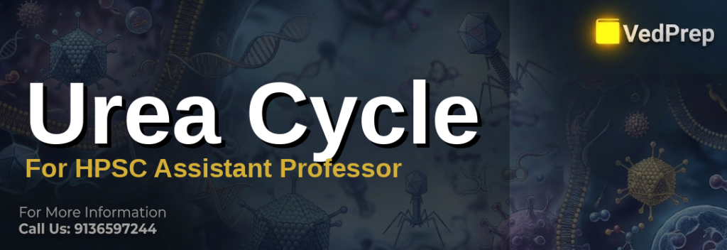 Diagram of the urea cycle process for HPSC Assistant Professor biochemistry preparation