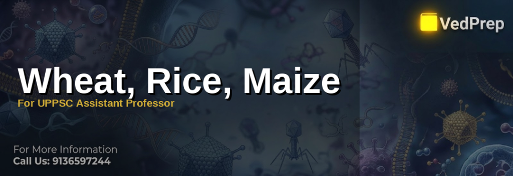 wheat rice maize explained – VedPrep exam preparation guide